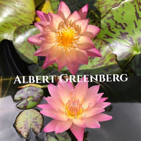 Tropical Water Lily Varieties And Identification Garden Ponds Nursery
