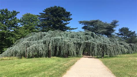 The First Weeping Blue Atlas Cedar In The World Youtube