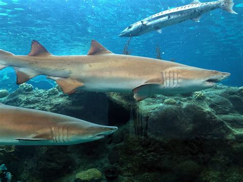 New Study Finds That Reef Sharks Are Functionally Extinct And Heres