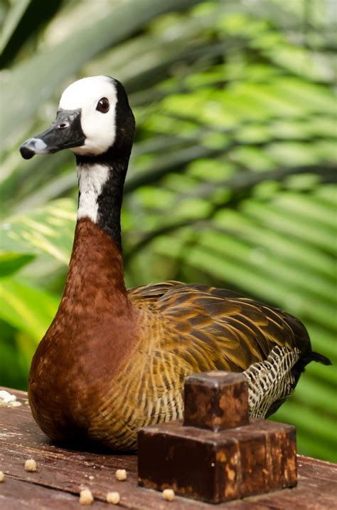 Duck Animals Free Stock Photo Public Domain Pictures