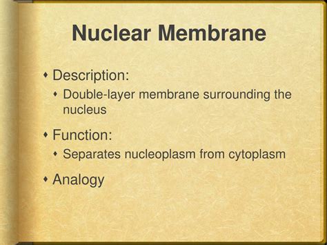 In a far away city called grant city, the main export and production product is the steel widget. PPT - Specialized Cell Structures PowerPoint Presentation ...