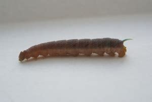 We did not find results for: Large caterpillar with spike tail | Observation | UK and ...