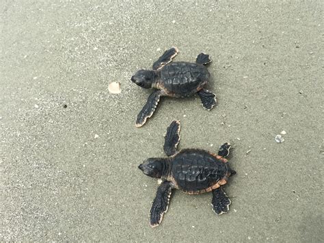 Loggerhead Turtles Headed For Record Breaking Season