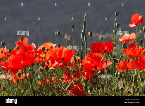 Poppy Flowers In Front Of A Lavender Field Provence France Stock