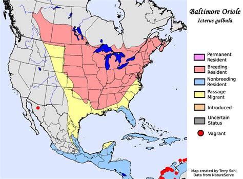 Oriole Range Map Map Bird Orioles