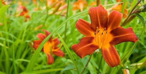 It is important to remember that young seedlings cannot start properly the longer that plants are kept in a vegetative state, the taller they will become. 101 Perennial Flowers that Like Sun (A to Z Picture ...