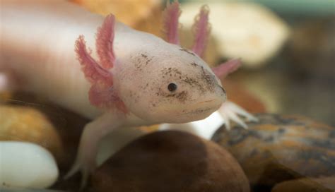 Axolotl Haltung Herkunft Ernährung And Pflege Steckbrief