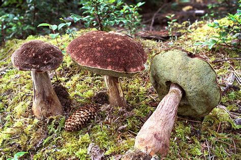 California Fungi Boletus Mirabilis