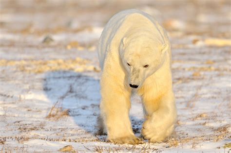Classic Polar Bear Adventure In Churchill Canada
