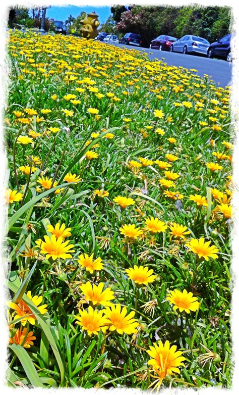 Wild Flower Ground Cover ️ Ground Cover Wild Flowers