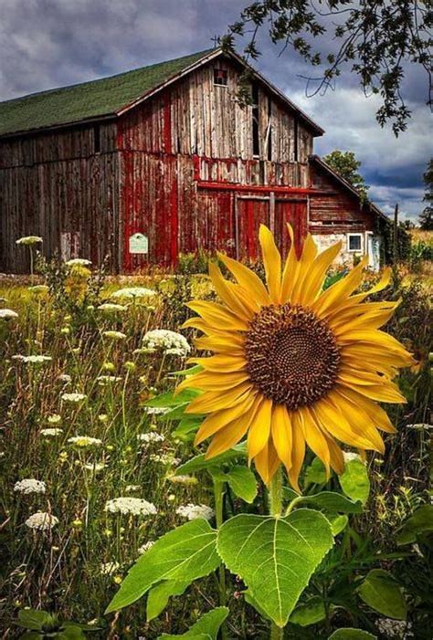Jan S Page Of Awesomeness Old Barns Meadow Flowers Red Barns