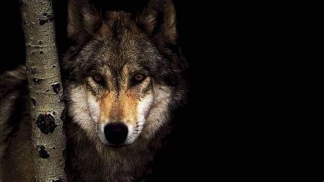 Wolf Hd Wallpaper 77 Images