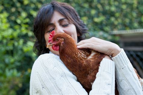 Dont Kiss Or Snuggle Chickens Cdc Warns Amid Salmonella Cases