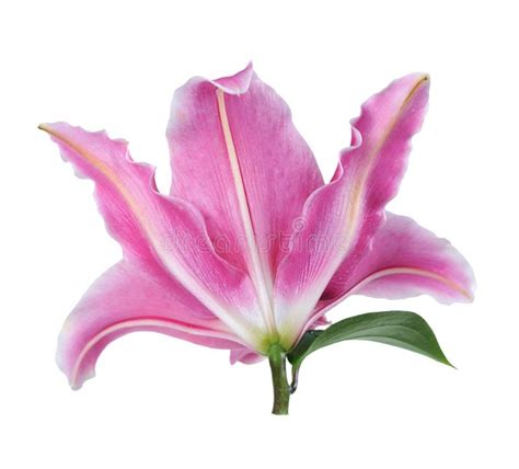 Lily Flower Stock Photo Image Of Beauty Elegance Holiday 154995502