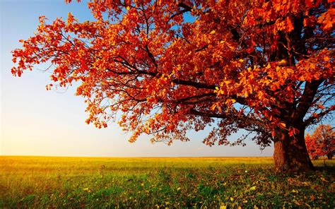 Hd Autumn Tree Landscape Images Wallpaper Download Free 144244