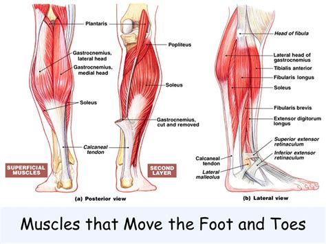 There are many ligaments in the foot. Strengthening the Core Muscles of the Foot