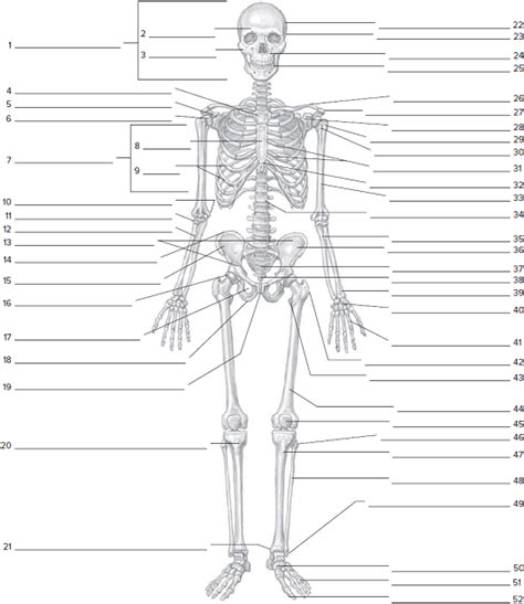 Blank Skeleton Worksheet
