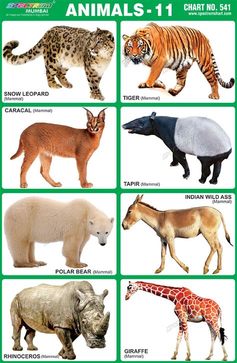 Top 139 Indian Animals Chart