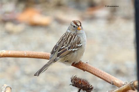 Female White Crowned Sparrow Zonotrichia Leucophrys Flickr Photo
