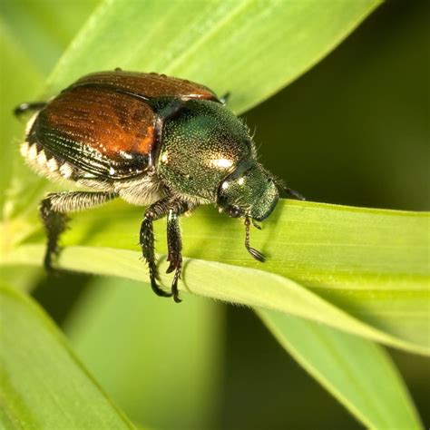 Telltale Signs Of Japanese Beetles Cardinal Lawns