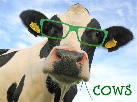 Funny Cow Wallpaper 54 Images