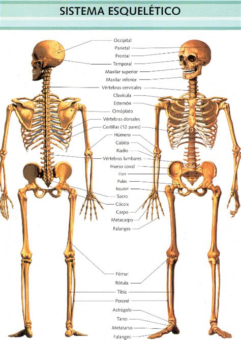 Els ossos 3B L EQUELET HUMÀ