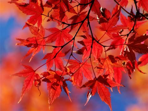 Red Autumn Leafs Wallpaper Autumn Nature Wallpapers In  Format For
