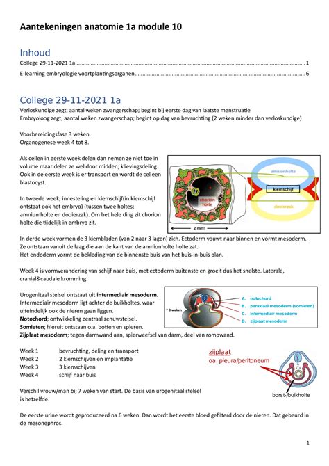 Aantekeningen Anatomie M10 1a Aantekeningen Anatomie 1a Module 10