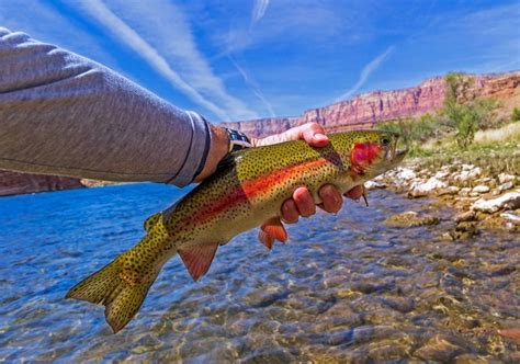 The Best Trout Fishing In Arizona Top 10 Trout Fishing