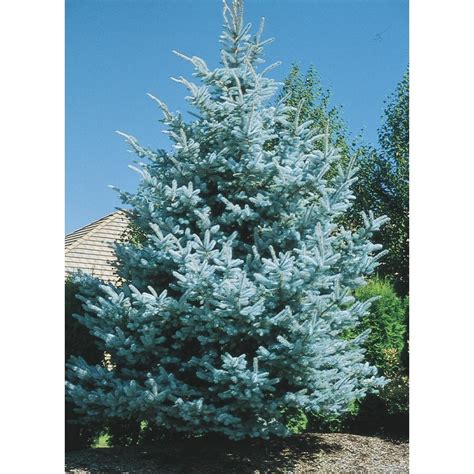 Shop 5 Gallon Baby Blue Colorado Spruce Feature Tree Lw03826 At