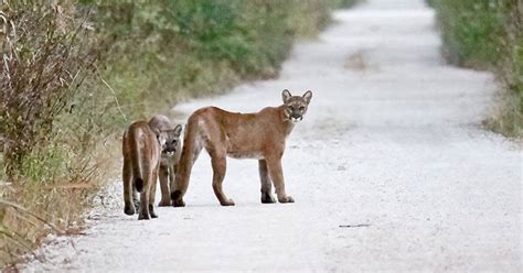 Video Of Florida Panthers In The Wild Visit Florida