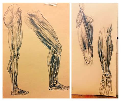 Human Leg Anatomy Drawing Images And Photos Finder