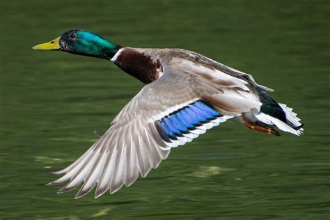 Mallard Duck Photo Gallery And Trivia