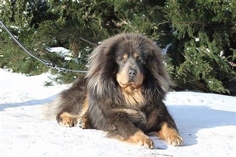 Tibetan Mastiff Dog Breed Information Pictures Characteristics
