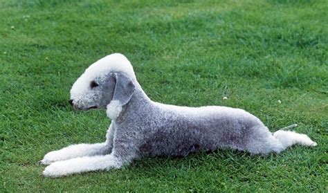 Bedlington terrier. Cutest dog ever. Looks like a sheep | Westminster