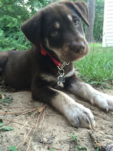 Although they grow faster, don't be in a rush to bring them outside. Chocolate lab husky mix! Sweet baby! (With images) | Lab ...