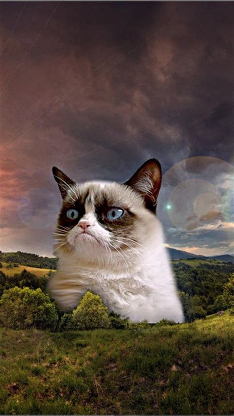 Grumpy Cat Meme Hd Wallpaper 540x960 Hd Wallpaper