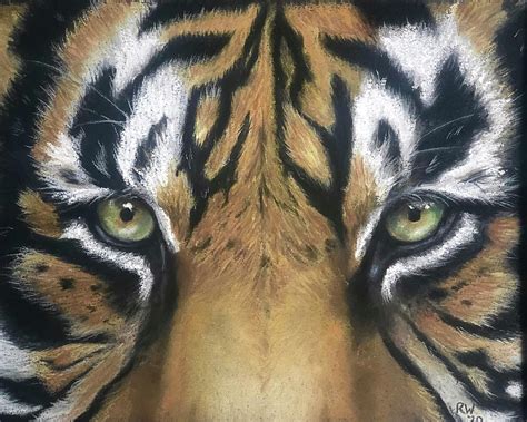 Tiger Eyes Drawing By Rachel Williams