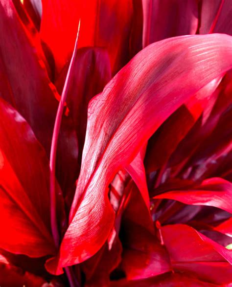10 Spectacular Red Foliage Tropical Plants For Your Garden