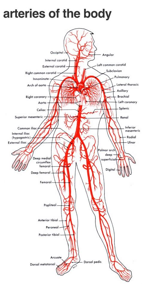Major arteries, pulse points, and veins. Arteries | Human body anatomy, Body anatomy, Medical education