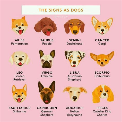 Sign As Dog Dog Zodiac Zodiac Signs Animals Zodiac Signs Sagittarius