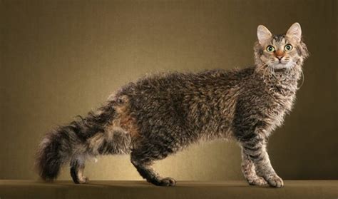 Top 10 Weirdest Cat Breeds Pethelpful