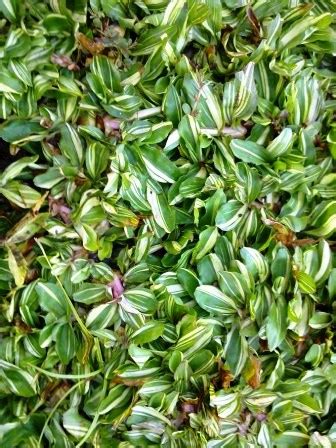 Untuk anda yang tidak mau repot bisa menggunakan rumput sintetis sebagai alternatif dari jenis rumput diatas. Jenis Rumput Untuk Taman dan Cara Perawatannya ~ TUKANG TAMAN