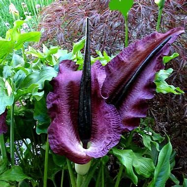 Many fragrant plants thrive in a variety of climates as well as indoors. Dracunculus vulgaris - Voodoo Lily - Smart Seeds Emporium