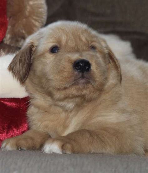 Golden retrievers are intelligent and highly trainable, which makes them a great fit for owners of any experience level. English Cream Golden Retriever Puppies For Sale | Pets4You.com