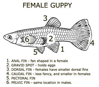 Female guppies are already a bit plump as it is, but size increases due to pregnancy are a bit different. Breeding, Reproduction And Care For Fry!!! « Awesome ...