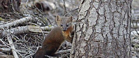 Study Shows Forest Thinning Changes Movement Patterns Habitat Use By