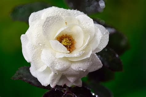 Rose Flower White Free Photo On Pixabay Pixabay