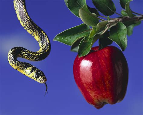 The garden of eden's location may have finally been found thanks to a discovery by an archaeologist in the church of the holy sepulchre in jerusalem, a documentary claimed. Search For Bible Truths: How Could the Snake in the Garden ...