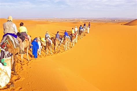 5yr · spicedpumpkins · r/mostbeautiful. Camel Caravan Going Through The Sand Dunes In The Sahara ...